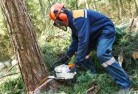 Port Lincolntree-felling-services-21.jpg; ?>