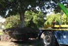 Port Lincolntree-felling-services-4.jpg; ?>